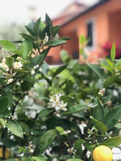 Il Giardino Delle Rose Apartment Спело Екстериор снимка